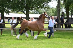 H81 Welsh D Broodmare