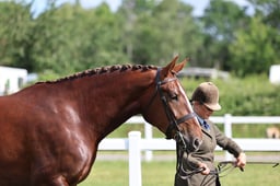 H120 Irish Draught Mare