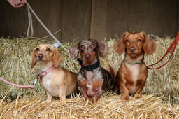 Nora, Walter, Elliot
