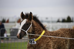 SH7 & 8  Brood Mares & Foals