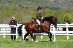 H19_0450 2026