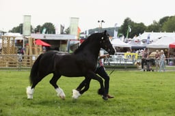 E34_3137 2026