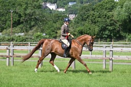 Hereford Ring A