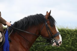 E36_1633 2026