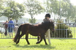 104 Colt, Filly, Gelding, 2 or 3 yrs