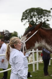 410 Two Year Old Filly