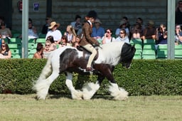 S61_0677 2026