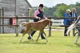 CLH64 Welsh A Colt  Filly Foal