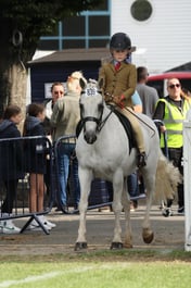 79 Show Hunter Pony 143cm