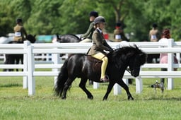 H11 HOYS Ridden Exmoor & Shetland