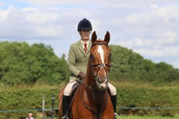 84 HOYS Heavyweight Working Hunter