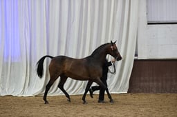 10 Show Pony Supreme Championship