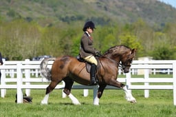 H19_0320 2026