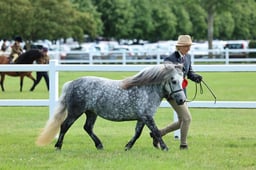 Z41_0691 2026