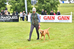 Gun Dog Display