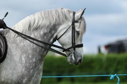 H36_7559 2026