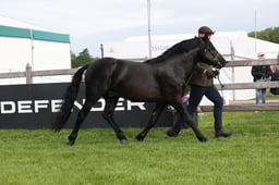 W29_0482 2026