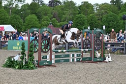 90 Working Hunter Pony 133cm