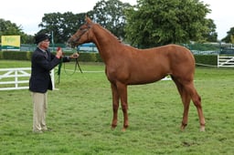 105 Yearling Filly