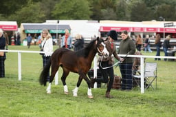 E29_0350 2026