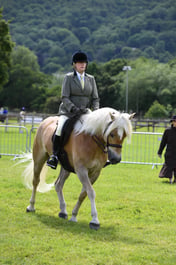 CLH147 Ridden Haflinger