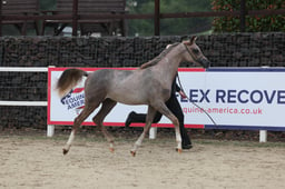 29 BNC Pure Bred Geldings 1yr