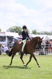 557 HOYS Show Pony 148cm