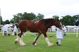 404 Three Year Old Gelding