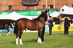E69_0460 2026
