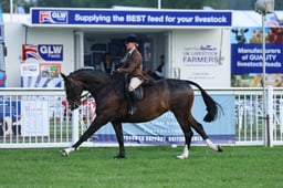 25 HOYS Small Ridden Hunter