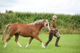 089 M&M In Hand Small Breeds Youngstock