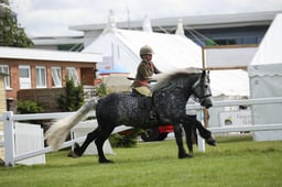 CLH9-CLH3 LARGE BREEDS CHAMPIONSHIP