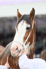 E44_1445 2026