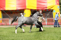 E34_1145 2026