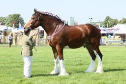 E33_4236 2026