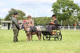 CLH219 Historical Concours Side Saddle