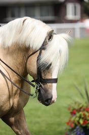 16 Ridden Welsh C