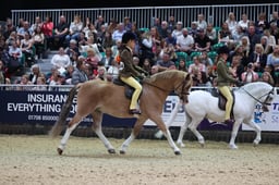 M&M First Ridden Pony of the Year