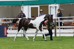 S28_8191 2026