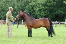 H55 Dartmoor Colt & Stallion