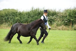 105 Standard Shetland Mares