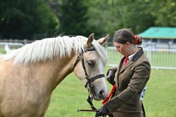 A41_3641 2026