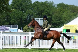 22 Unaffiliated Ridden Horse