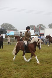 31 HOYS M&M Ridden Welsh C