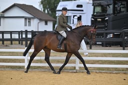 116B Large Riding Horse