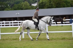 CLH125 Ridden Irish Draught