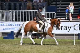 Coloured Ridden Championship