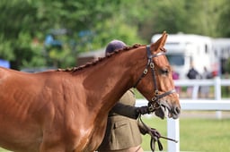 H116 Hunter Yearling