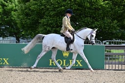120 Ridden Pure Bred Arab Mares