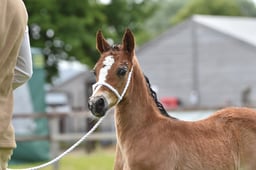 CLH77 Welsh C Mare  Gelding